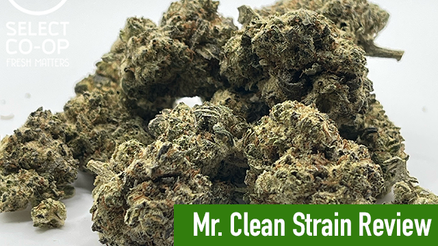 mr clean strain review