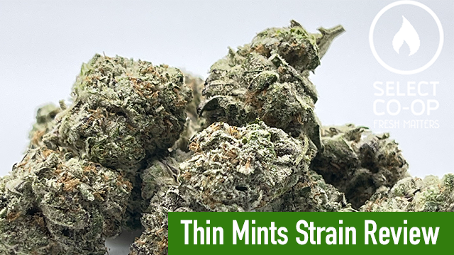 Thin Mint Strain Review