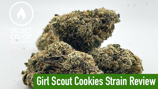 girl scout cookies Strain Review