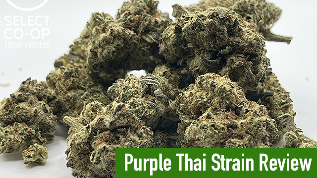 purple thai strain review