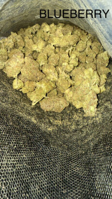 blueberry