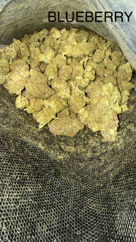 blueberry
