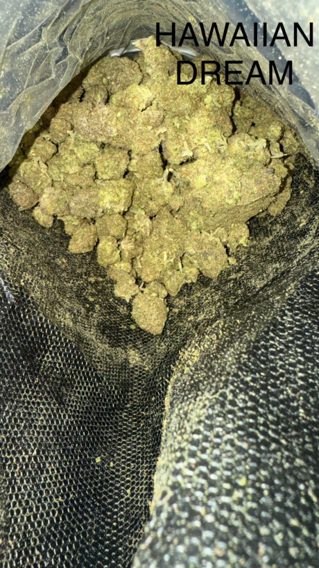 hawaiin dream