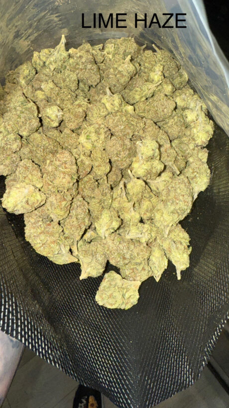 lime haze