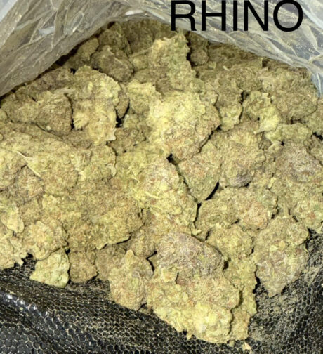 white rhino