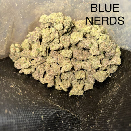 blue-nerds
