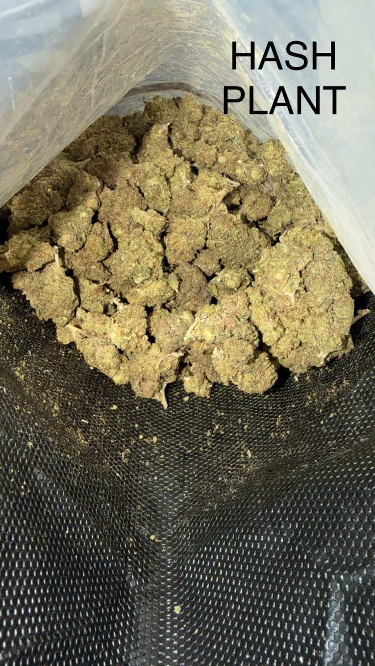 Hash-Plant
