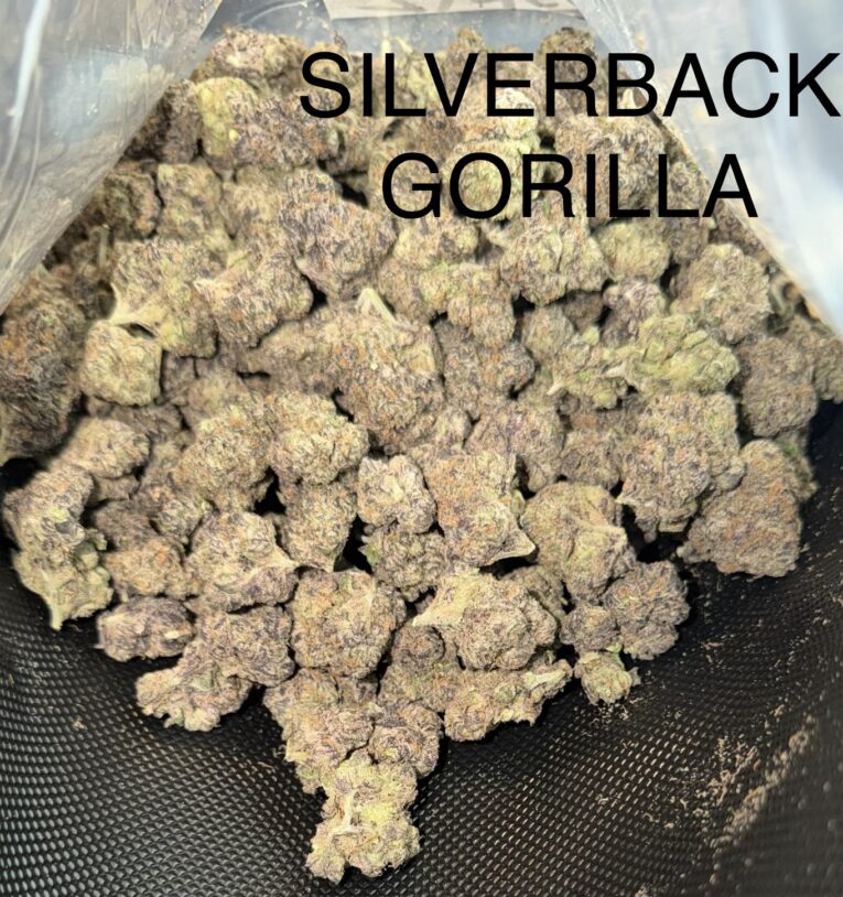 Silverback-Gorilla