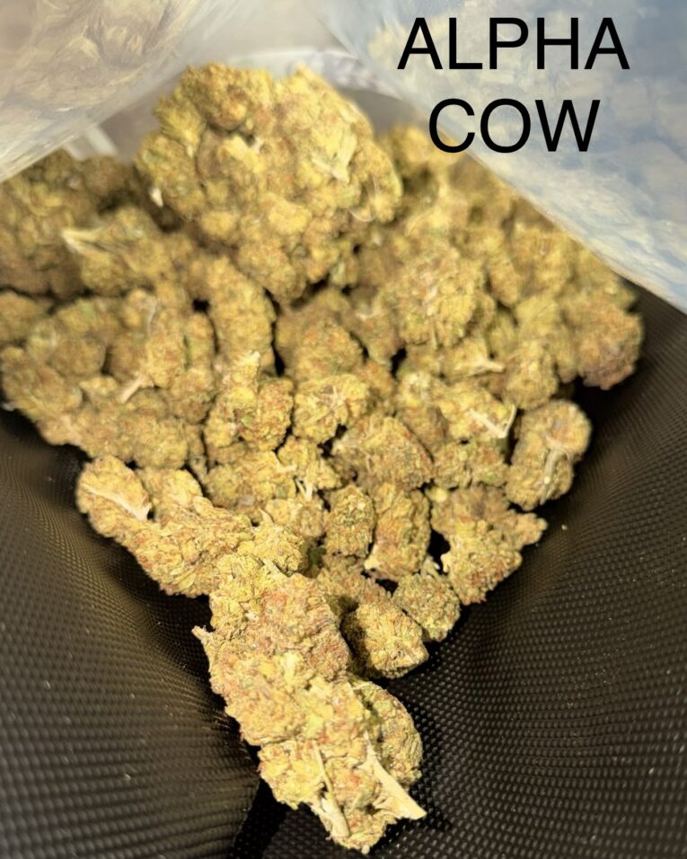 Alpha-Cow-2