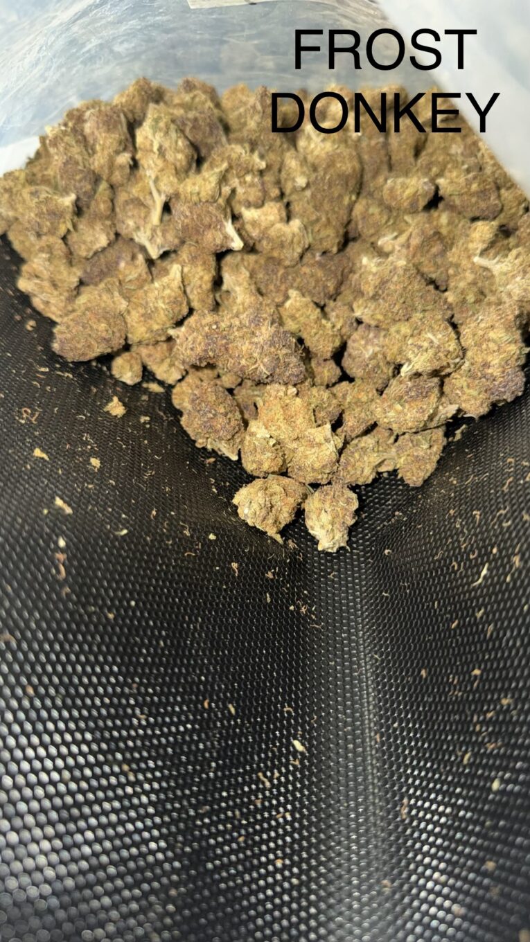 Frost-Donkey